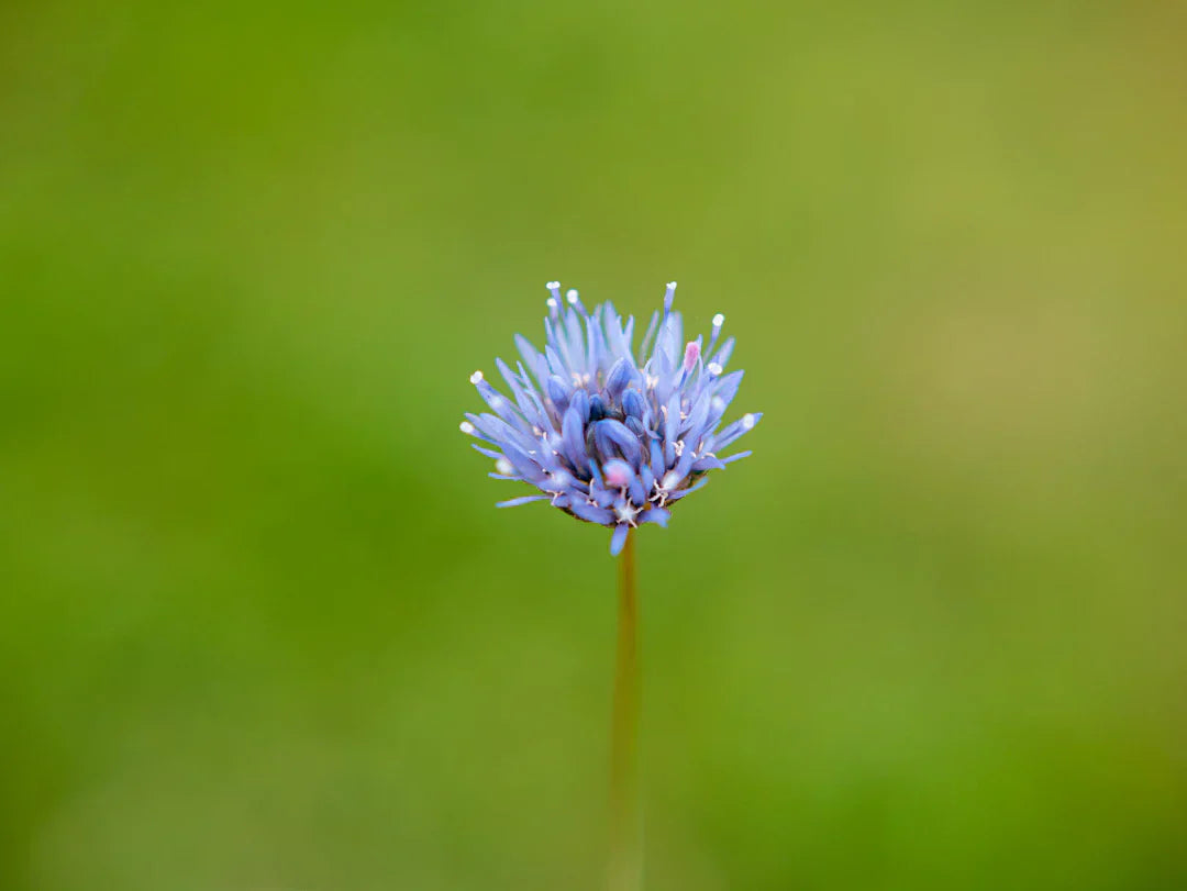 Create a Memorable Birth Flower Gift Guide